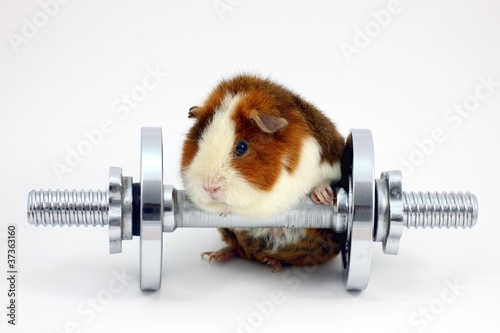 Foto: Meerschweinchen beim Training mit Hantel Freist. Meerschweinchen beim Training mit Hantel Freist.