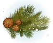 pine cjne pine cjne