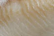 Fresh raw cod fillet