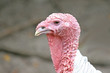 gobbler