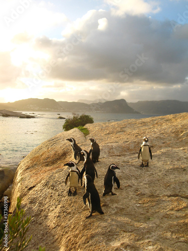 Photo: Boulder Bay Penguins Boulder Bay Penguins