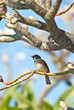 Lonely bird on tree Lonely bird on tree