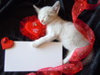 Photo: kitten's valentine's card kitten's valentine's card
