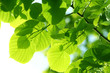 lindenbaum