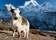 eme na louky a ama dablam vrchol