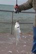 caught fish