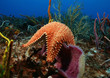 Sea Star and Sponge - Cozumel, Mexico