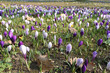 Foto: Krokusblumen, Krokuswiese Krokusblumen, Krokuswiese