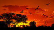 Landscape of Africa with warm sunset Landscape of Africa with warm sunset