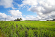 beautiful sugar cane field in Durban, South Africa