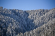 pine trees pine trees