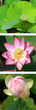 triptyque vertical sur lotus nelumbo nucifera