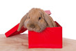 Foto: Geschenk 3 Geschenk 3