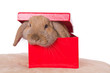 Foto: Geschenk 2 Geschenk 2