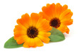 Foto: Marigold with leaves Marigold with leaves