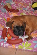 Chiot Boxer en sièste Chiot Boxer en sièste