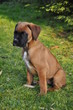 Chiot Boxer fauve assis dans l'herbe Chiot Boxer fauve assis dans l'herbe