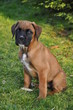 Chiot Boxer fauve assis dans l'herbe Chiot Boxer fauve assis dans l'herbe