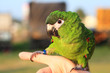 parrot  close up.