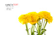 Yellow Chrysanthemum on white background Yellow Chrysanthemum on white background