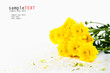 Yellow Chrysanthemum on white background Yellow Chrysanthemum on white background