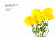 Yellow Chrysanthemum on white background Yellow Chrysanthemum on white background