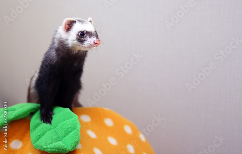Photo: フェレット フェレット
