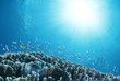 サンゴに群れる小魚