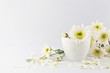Yellow Chrysanthemum flower Yellow Chrysanthemum flower