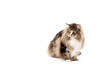 Chat adulte de race Maine Coon
