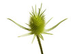 Photo: Distel vor Weiß 01 Distel vor Weiß 01
