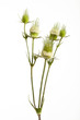 Photo: Distel vor Weiß 03 Distel vor Weiß 03