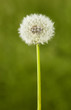 Photo: Pusteblume 01 Pusteblume 01