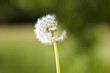 Photo: Pusteblume 02 Pusteblume 02