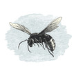 Hornet