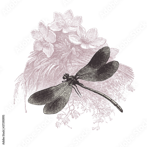 Vector: Dragonfly Dragonfly