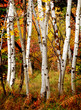Fall Birch Trees