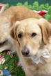 Christmas Golden Retriver