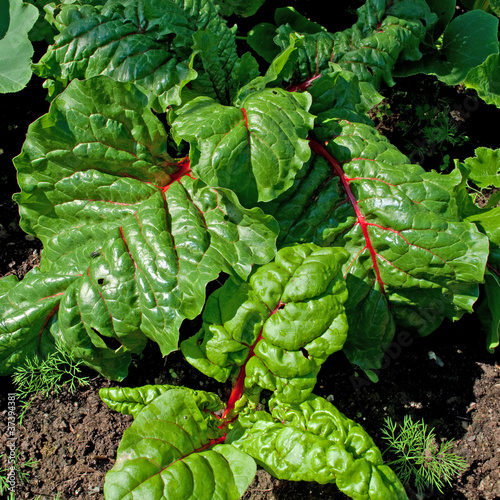 Photo: Mangold - Beta vulgaris Mangold - Beta vulgaris