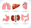 internal organs of the human