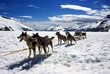 Dog sledding in Alaska