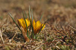 Yellow spring crocus in blossom