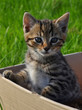 Tabby kitten in box in the garden