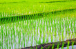 Foto: Rice Field in Asia Rice Field in Asia