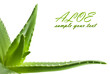 Green leaves of aloe plant close up