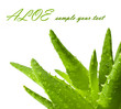 Green leaves of aloe plant close up
