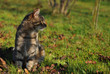 Tabby cat in the autumn garden