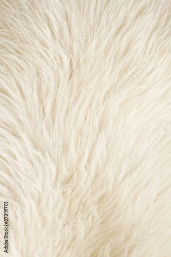 Photo: Furry white background Furry white background
