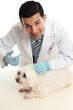 Vet treating a sick animal