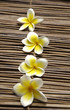 Set of a line frangipani flower on mat